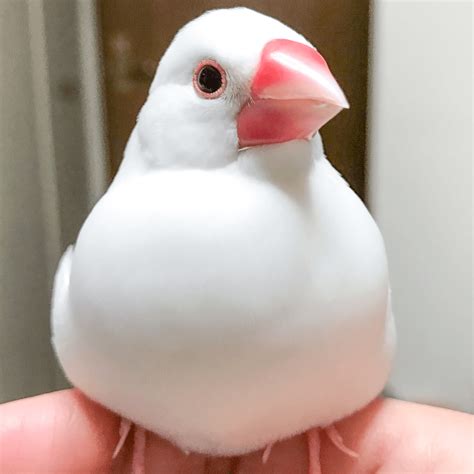 文鳥算命